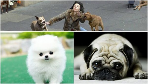 Nằm mơ thấy chó đuổi đánh con gì chắc ăn nhất ý nghĩa gì?
