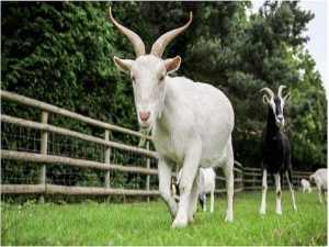 Mơ thấy con dê- Giải mã giấc mơ thấy con dê đánh con gì?
